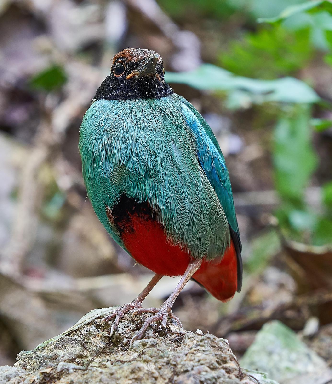 Hooded Pitta Photo by Steven Cheong