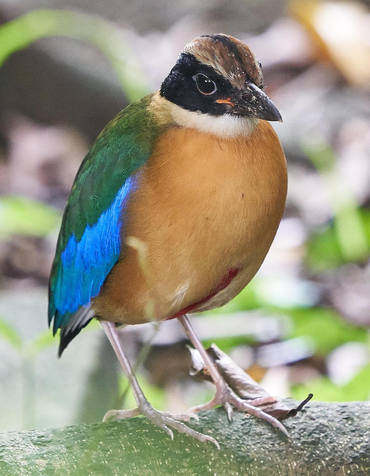 Blue-winged Pitta Photo by Steven Cheong