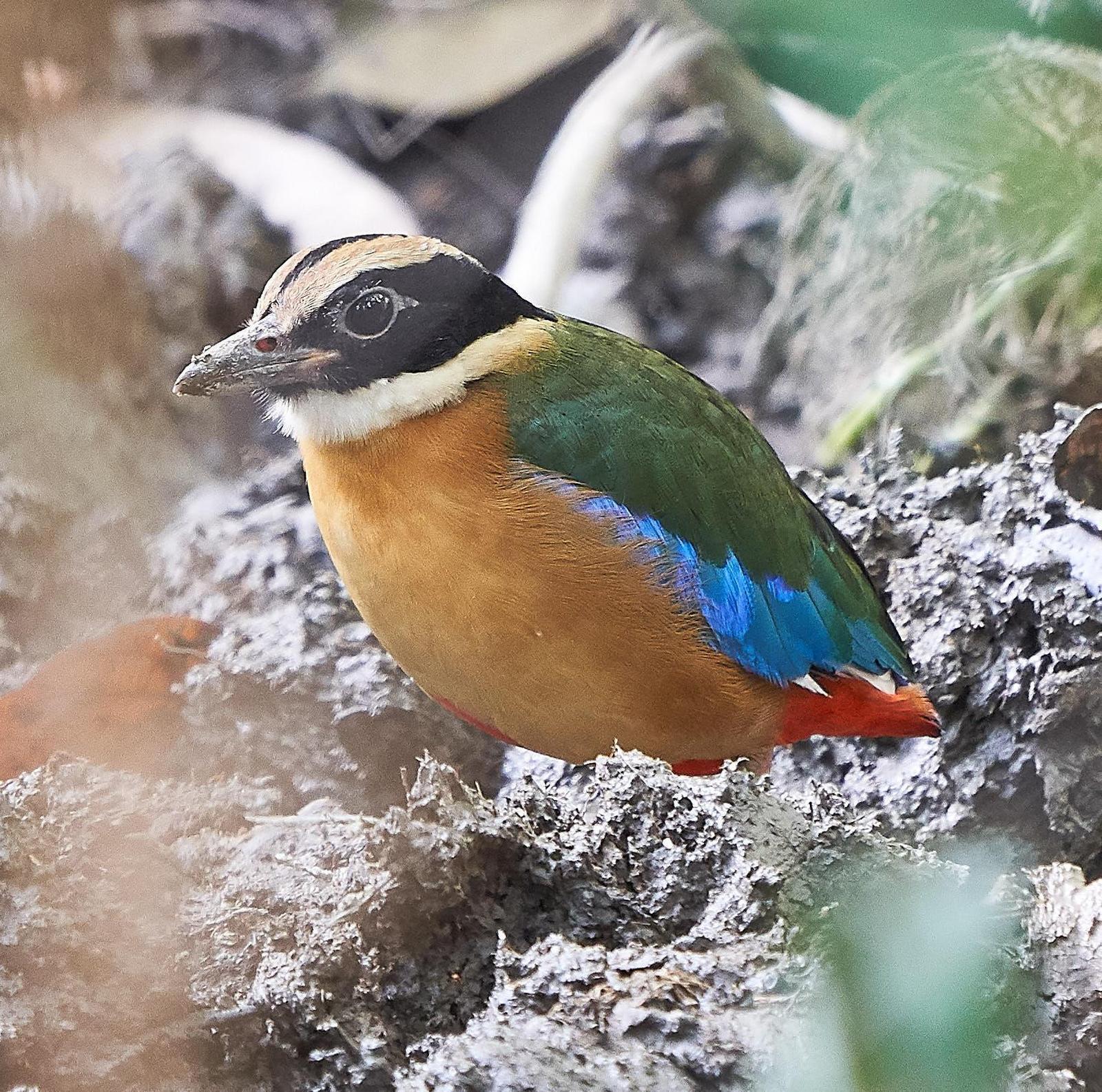 Blue-winged Pitta Photo by Steven Cheong