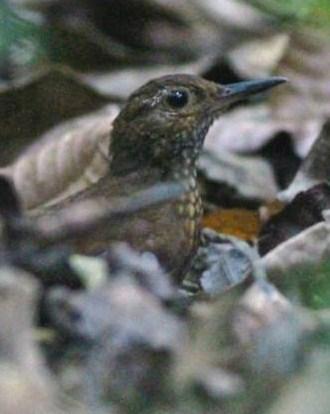 Scaly-throated Leaftosser Photo by Michael L. P. Retter