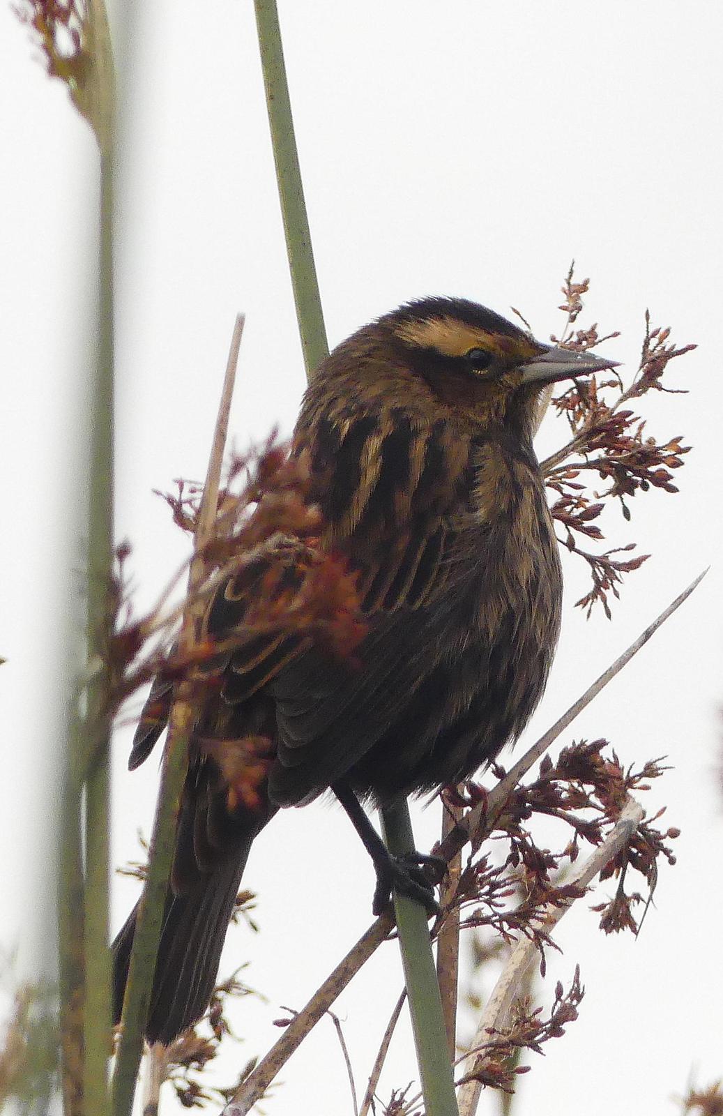 Wren-like Rushbird Photo by Montserrat Lara