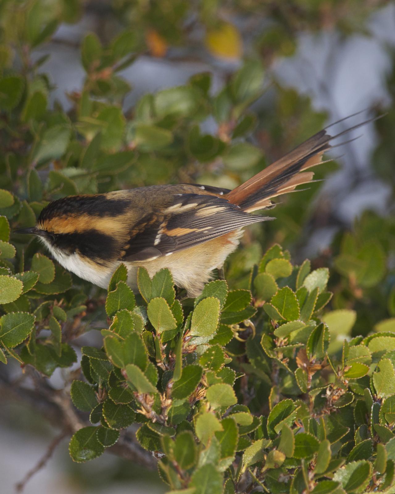 Thorn-tailed Rayadito Photo by Jonathan Bent