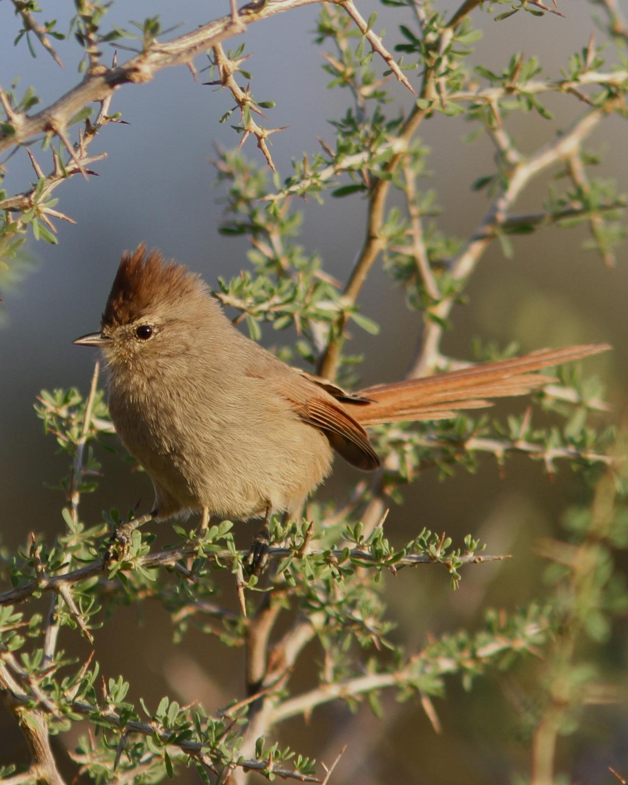 Brown-capped Tit-Spinetail Photo by Marcelo Padua