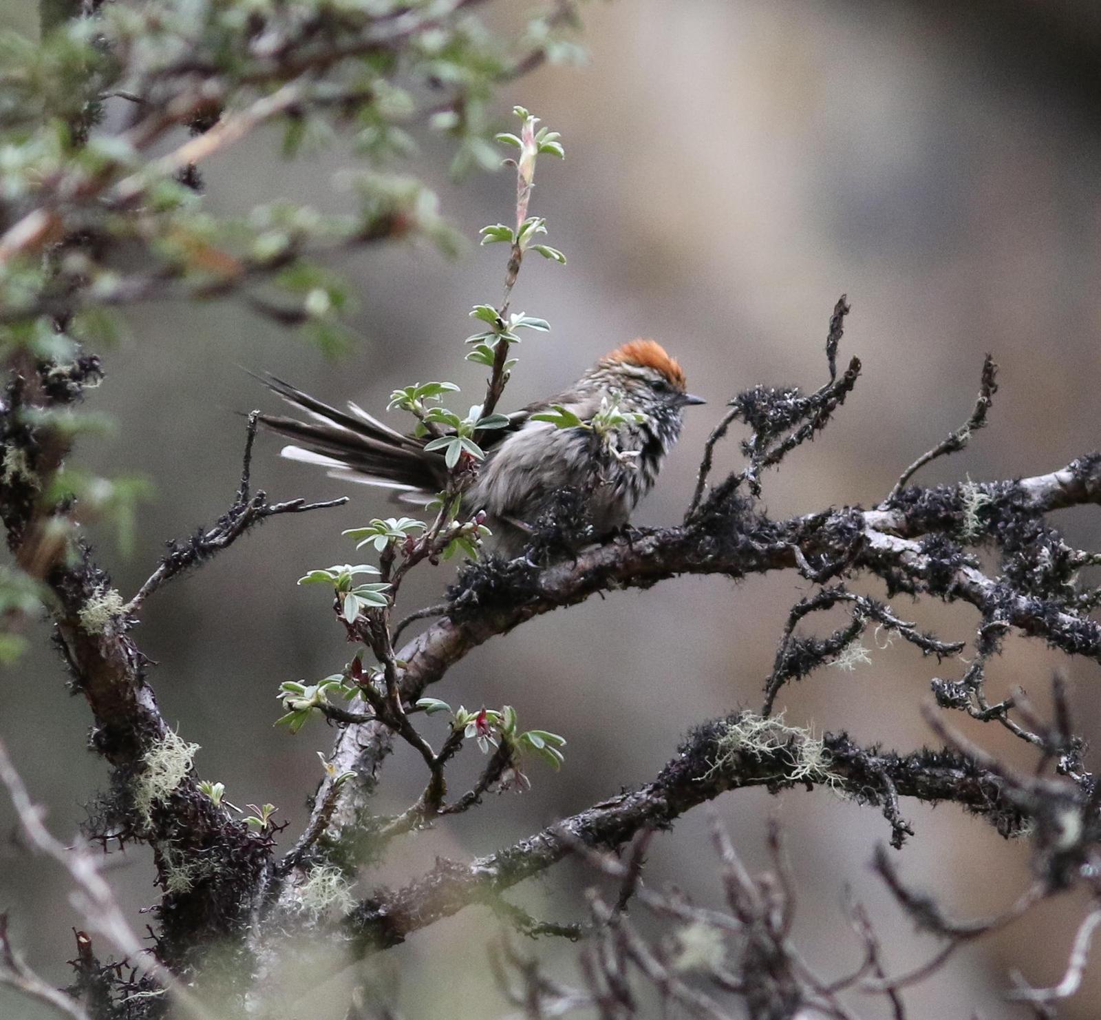 White-browed Tit-Spinetail Photo by Leonardo Garrigues