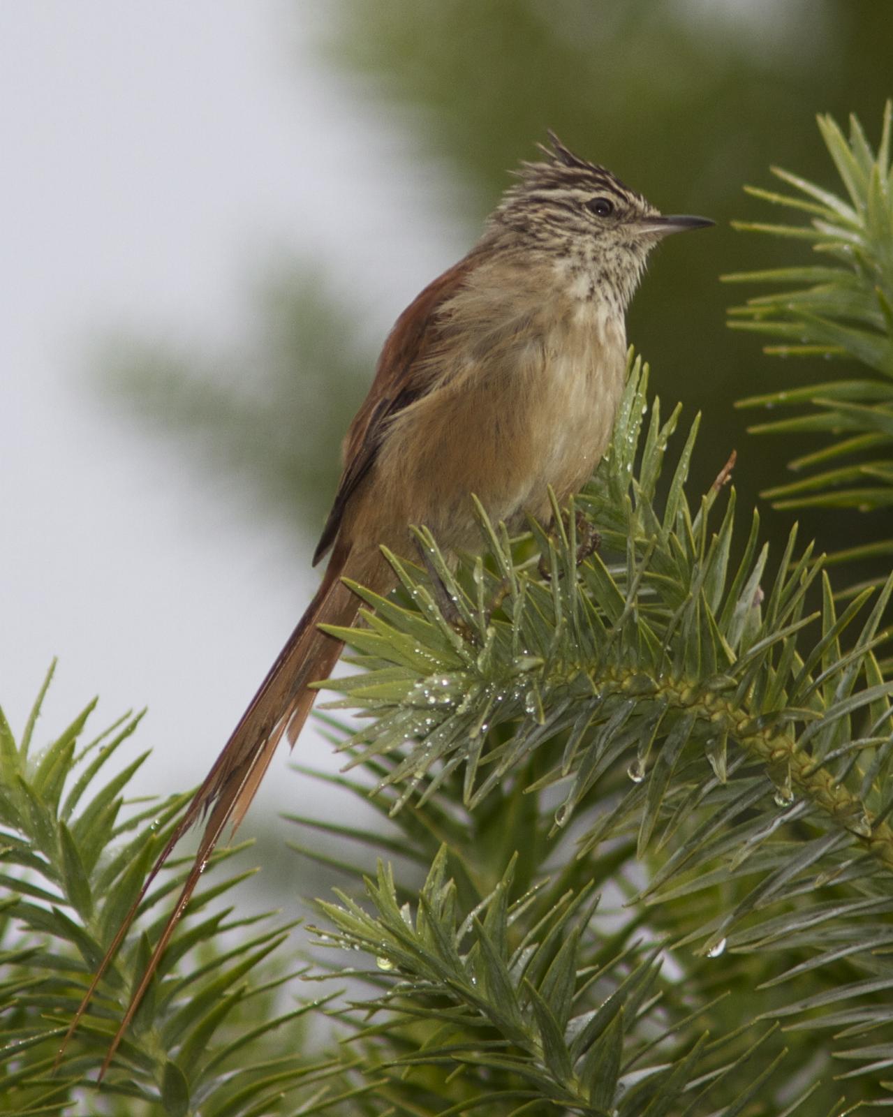 Araucaria Tit-Spinetail Photo by Marcelo Padua
