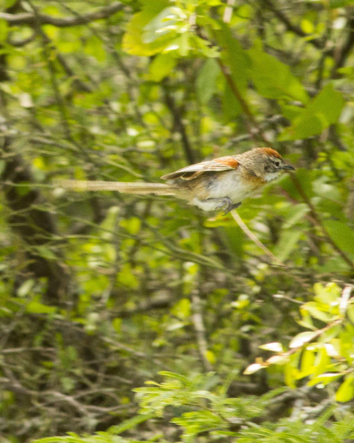 Chotoy Spinetail Photo by Lee Harding