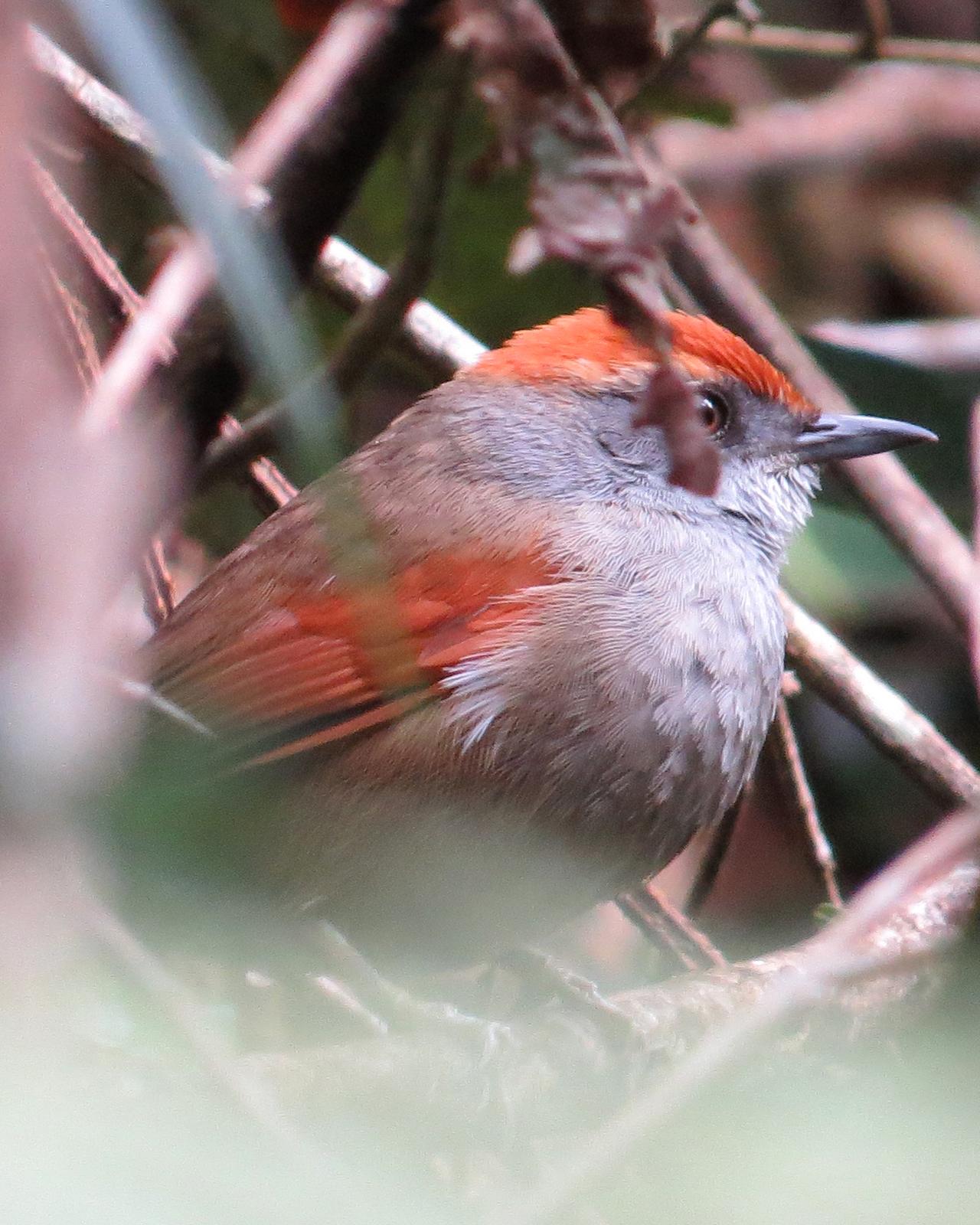 Rufous-capped Spinetail Photo by Scott Ramos