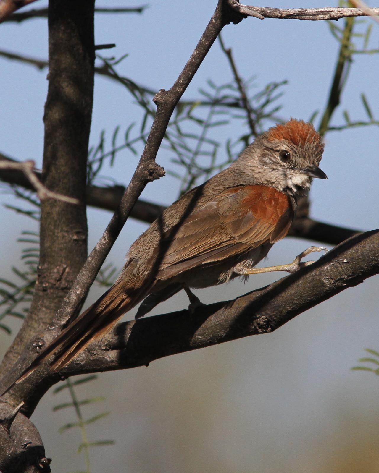 Sooty-fronted Spinetail Photo by Marcelo Padua