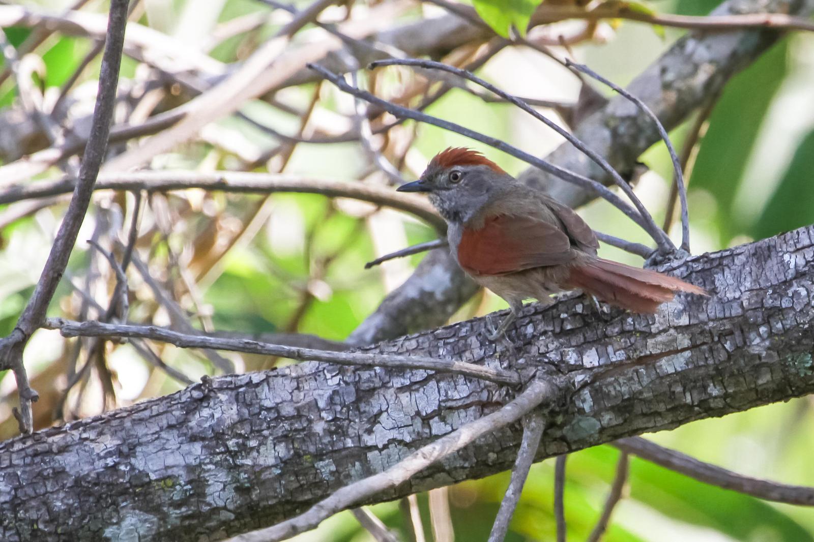 Sooty-fronted Spinetail Photo by Zé Edu Camargo