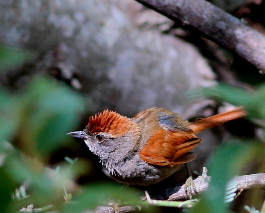 Sooty-fronted Spinetail Photo by Rohan van Twest