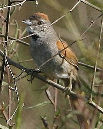 Pale-breasted Spinetail Photo by Oscar Johnson