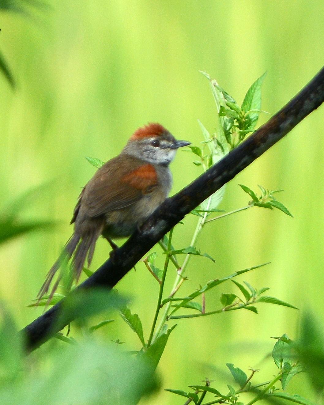 Pale-breasted Spinetail Photo by David Hollie