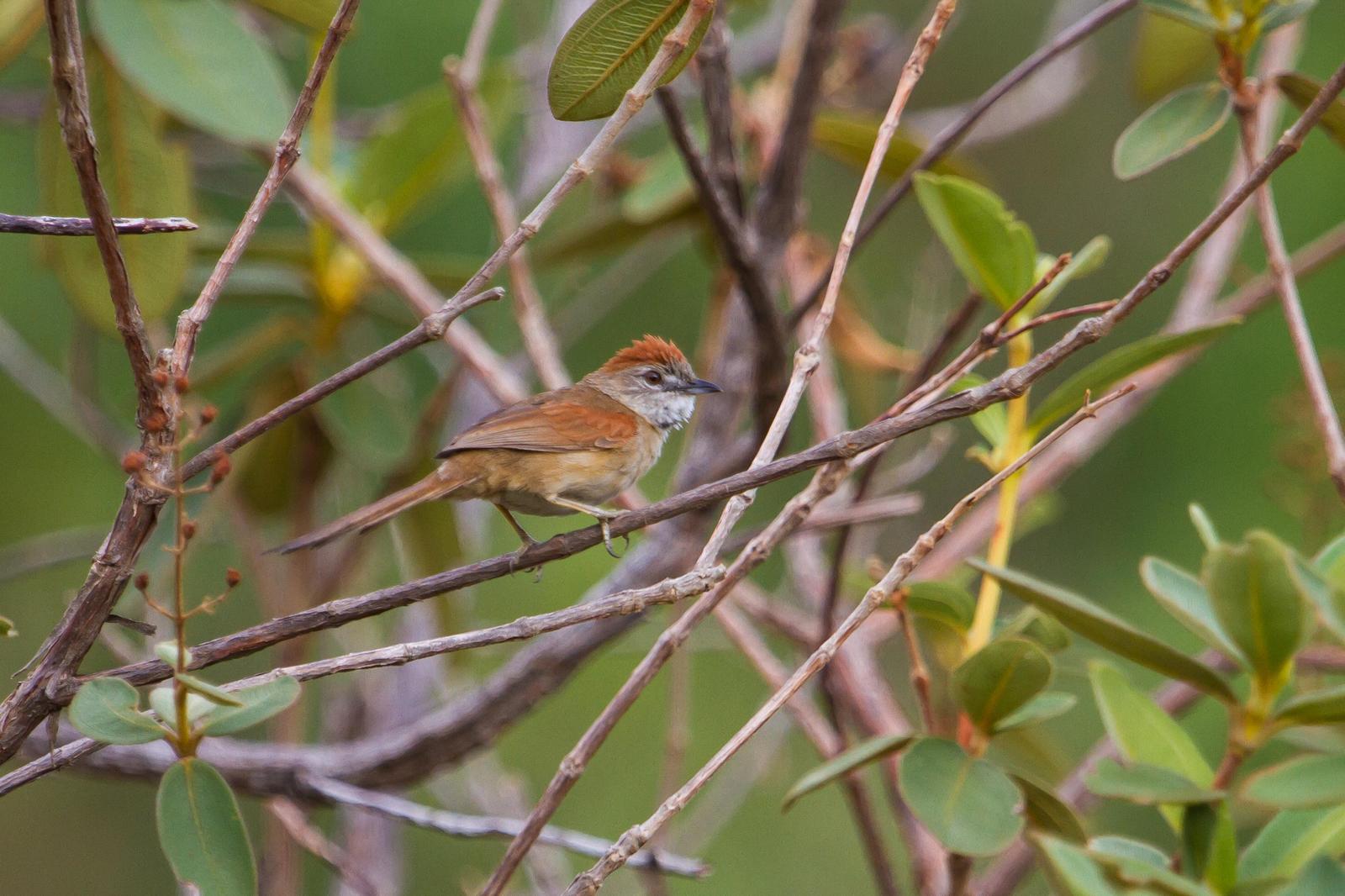 Pale-breasted Spinetail Photo by Zé Edu Camargo