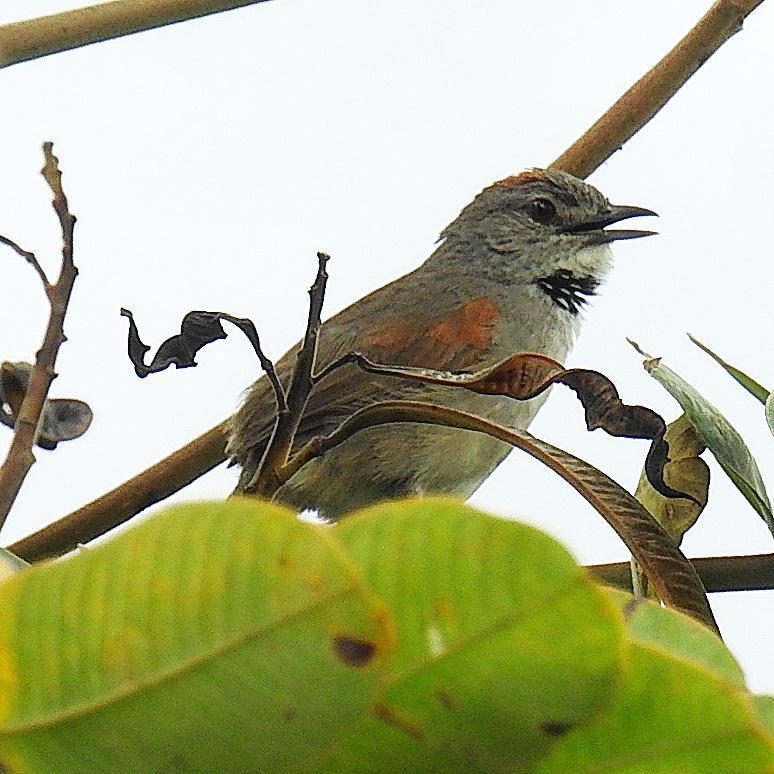 Pale-breasted Spinetail Photo by Julio Delgado