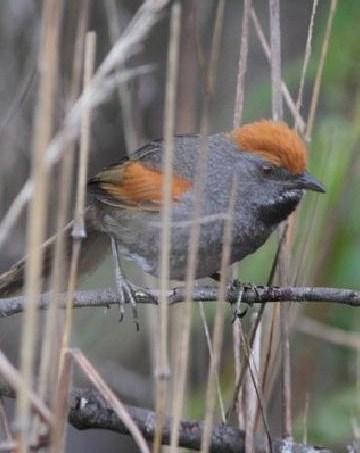 Spix's Spinetail Photo by Marcelo Padua