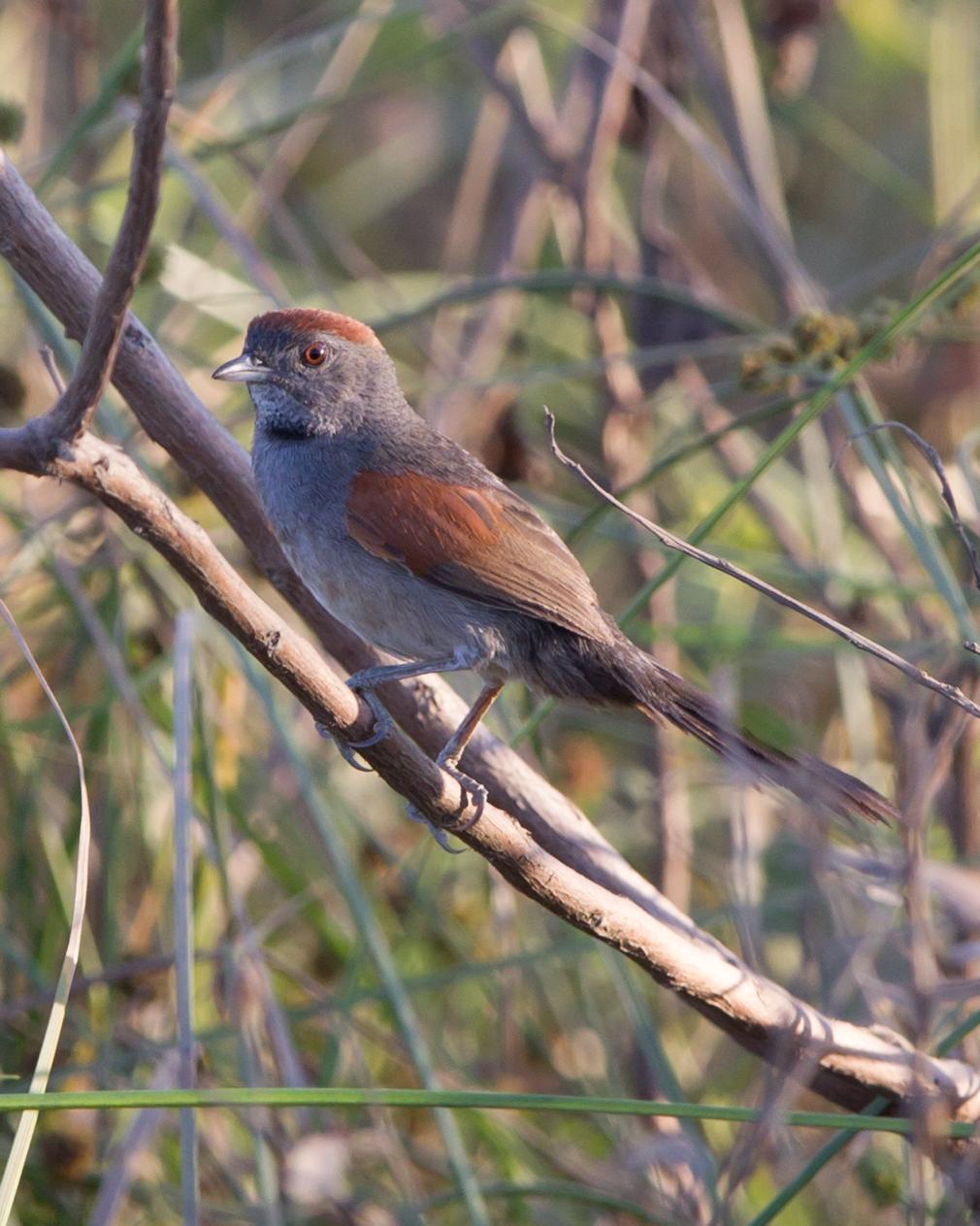 Cinereous-breasted Spinetail Photo by Kevin Berkoff