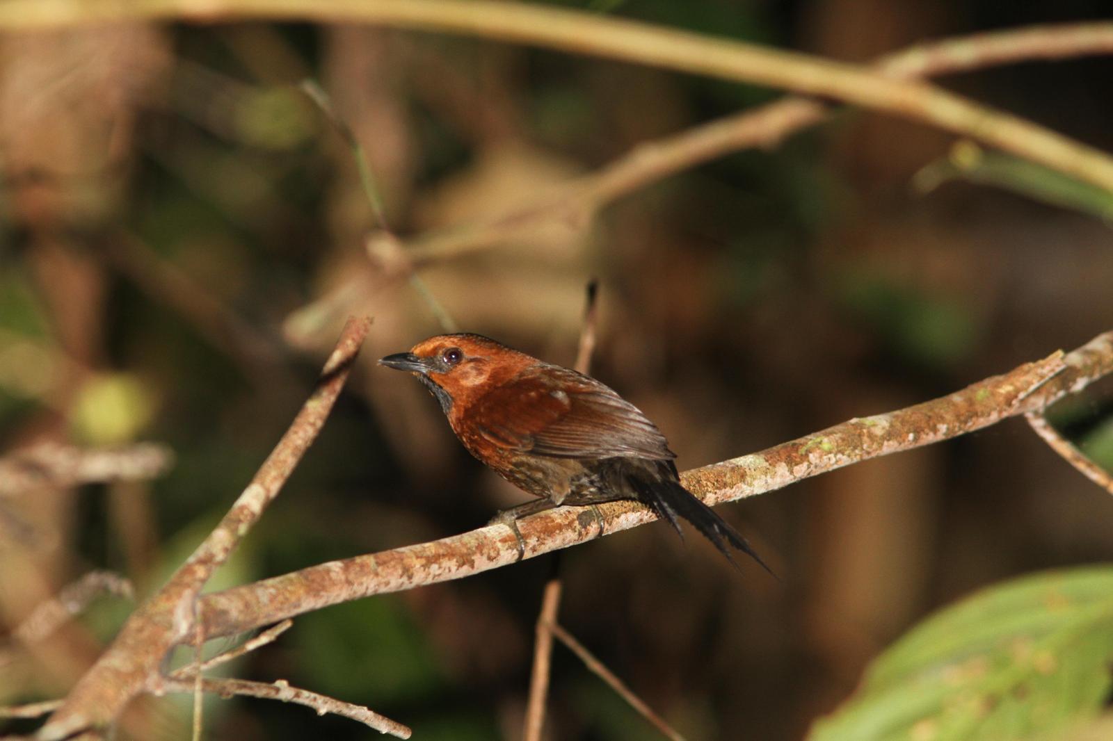 Ruddy Spinetail Photo by Marcelo Padua