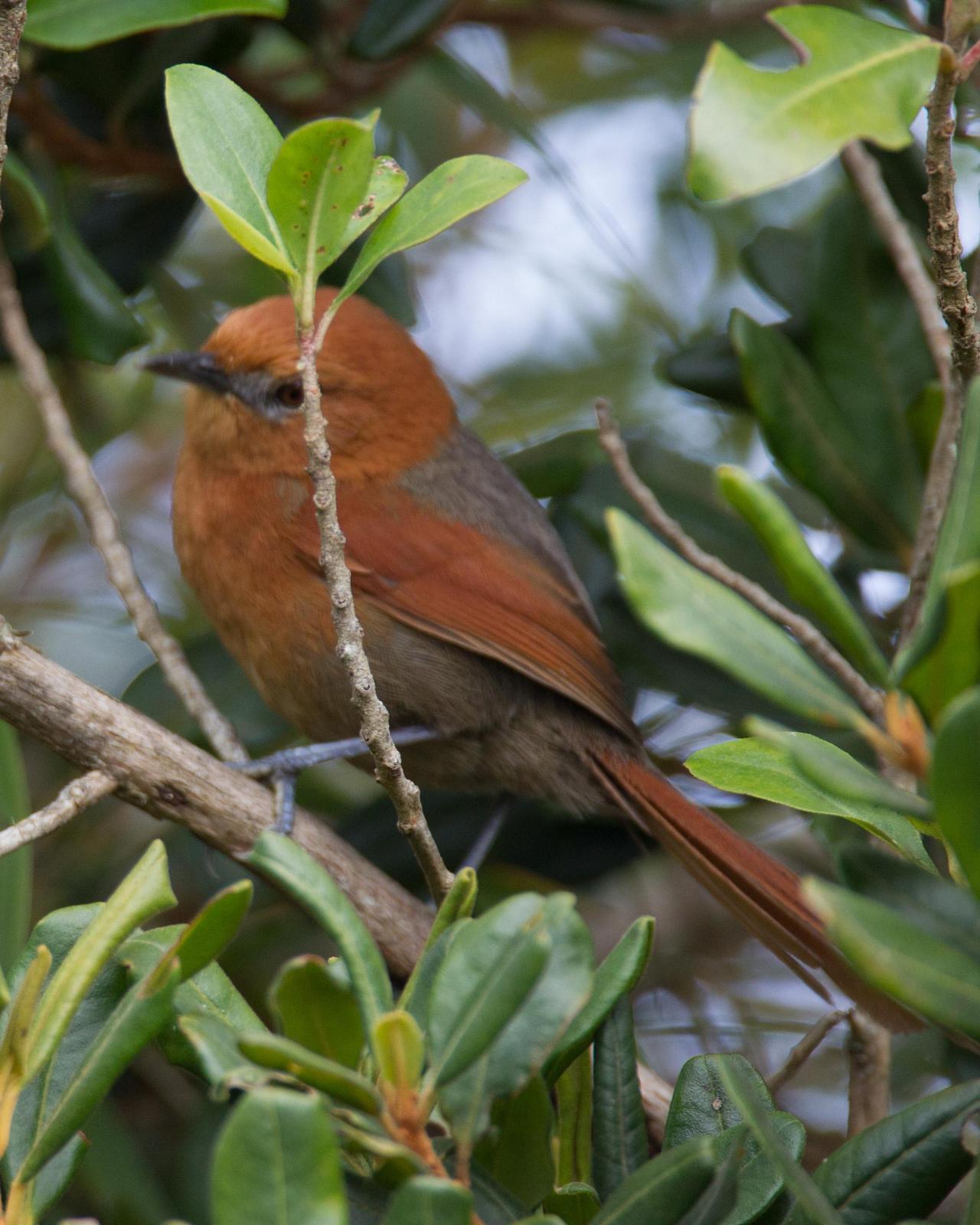 Rusty-headed Spinetail Photo by Robert Lewis