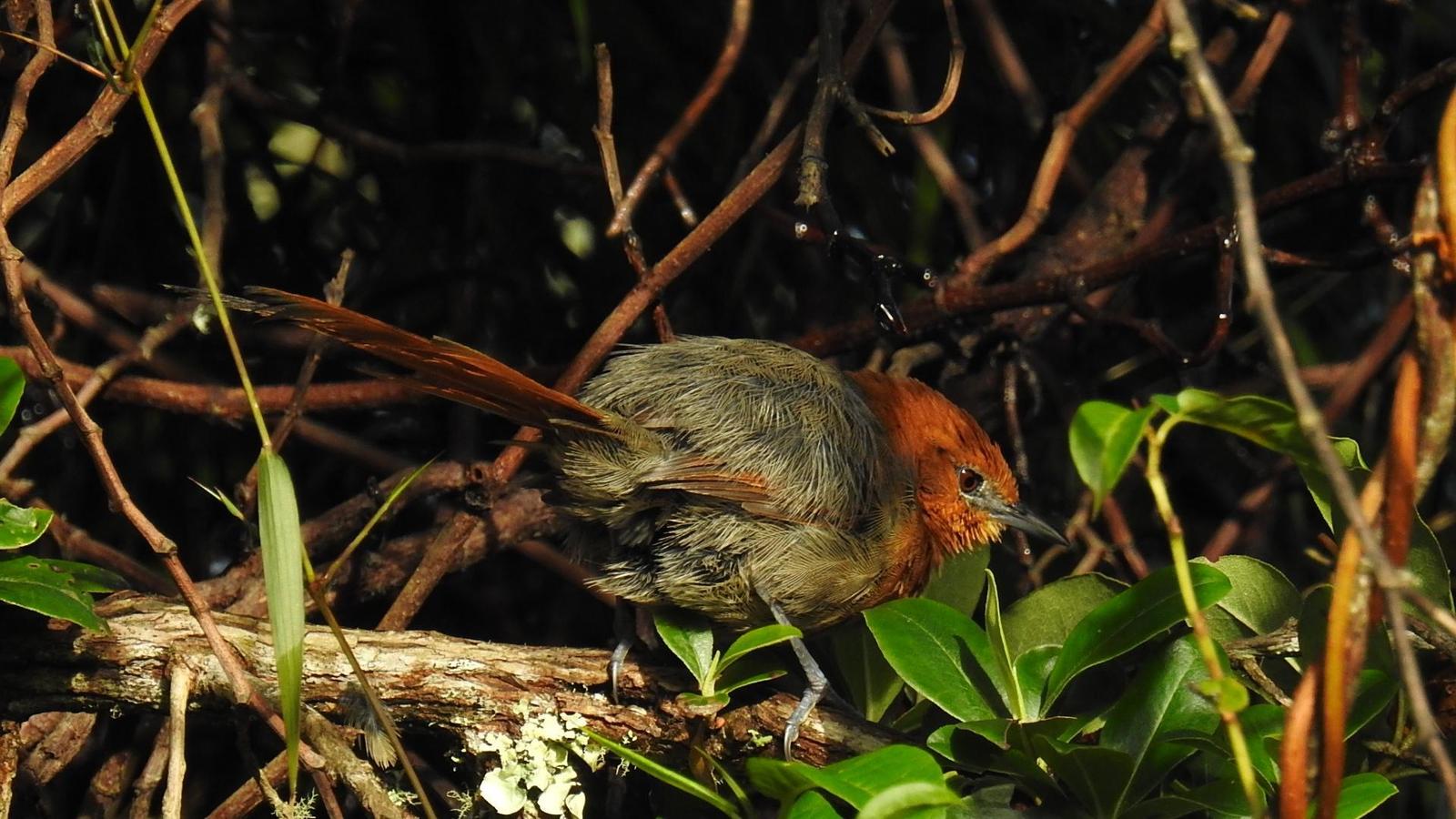 Rusty-headed Spinetail Photo by Julio Delgado