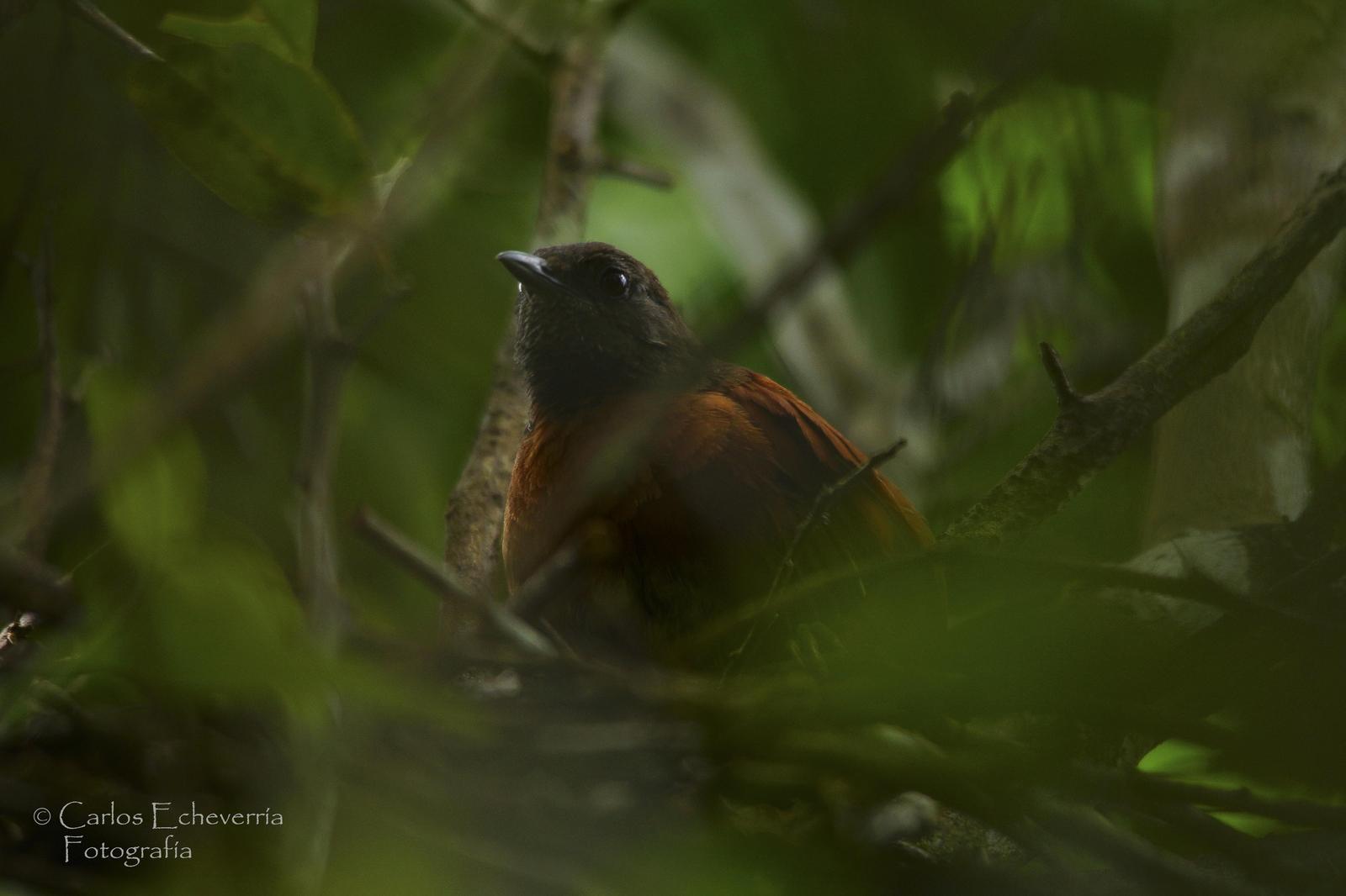 Rufous-breasted Spinetail Photo by Carlos Echeverría