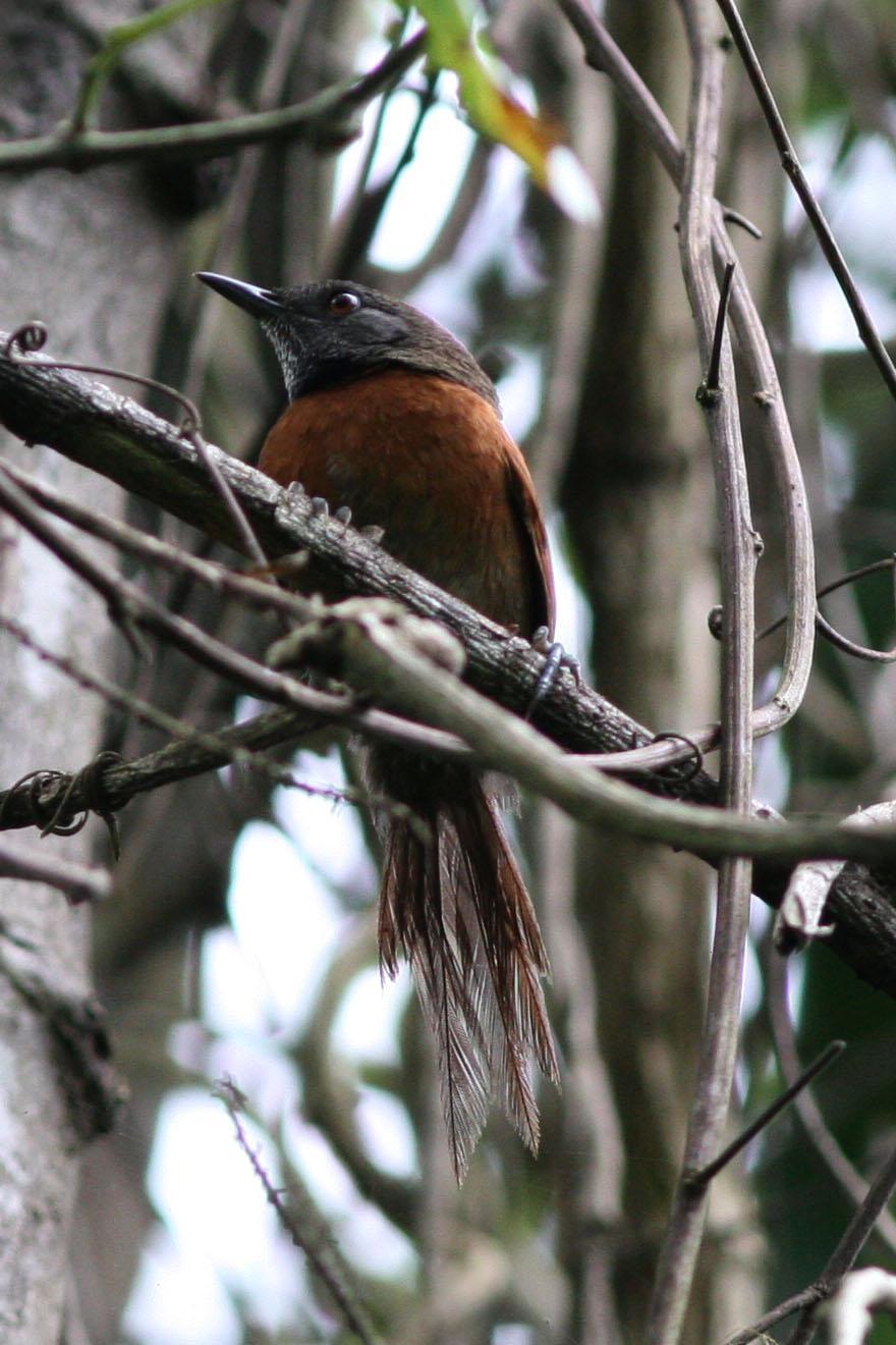 Rufous-breasted Spinetail Photo by David Sarkozi