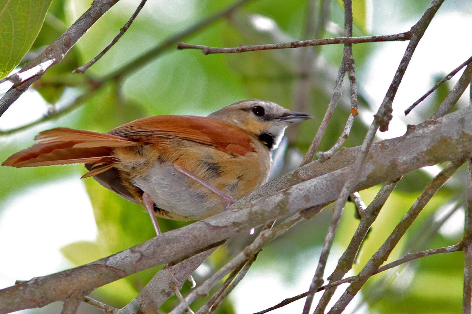 Ochre-cheeked Spinetail Photo by Marcelo Padua