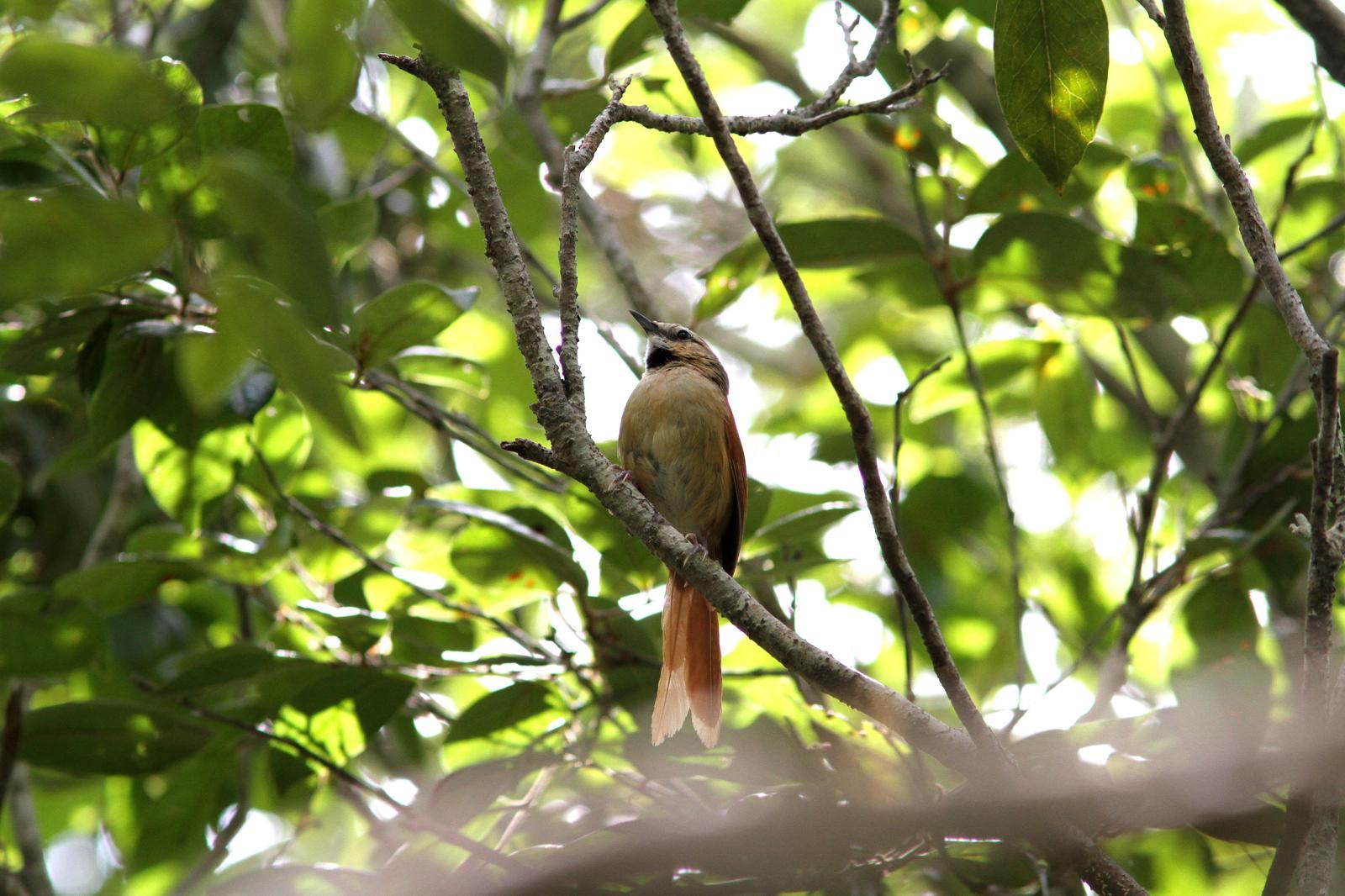 Ochre-cheeked Spinetail Photo by Marcelo Padua
