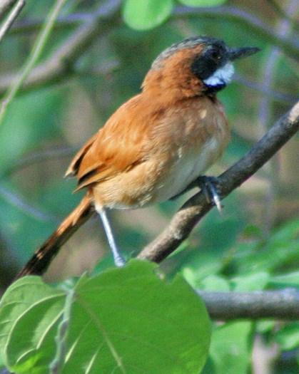 White-whiskered Spinetail Photo by Sheridan Coffey