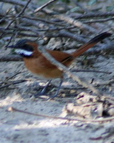 White-whiskered Spinetail Photo by Sheridan Coffey