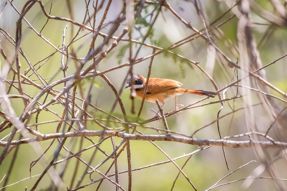 White-whiskered Spinetail Photo by Rolf Simonsson