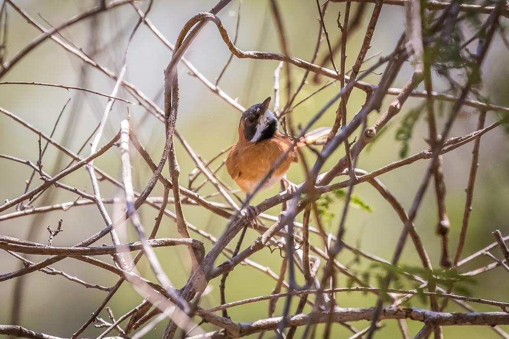 White-whiskered Spinetail Photo by Rolf Simonsson