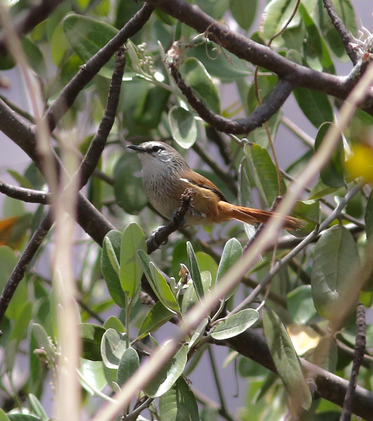 Necklaced Spinetail Photo by Leonardo Garrigues