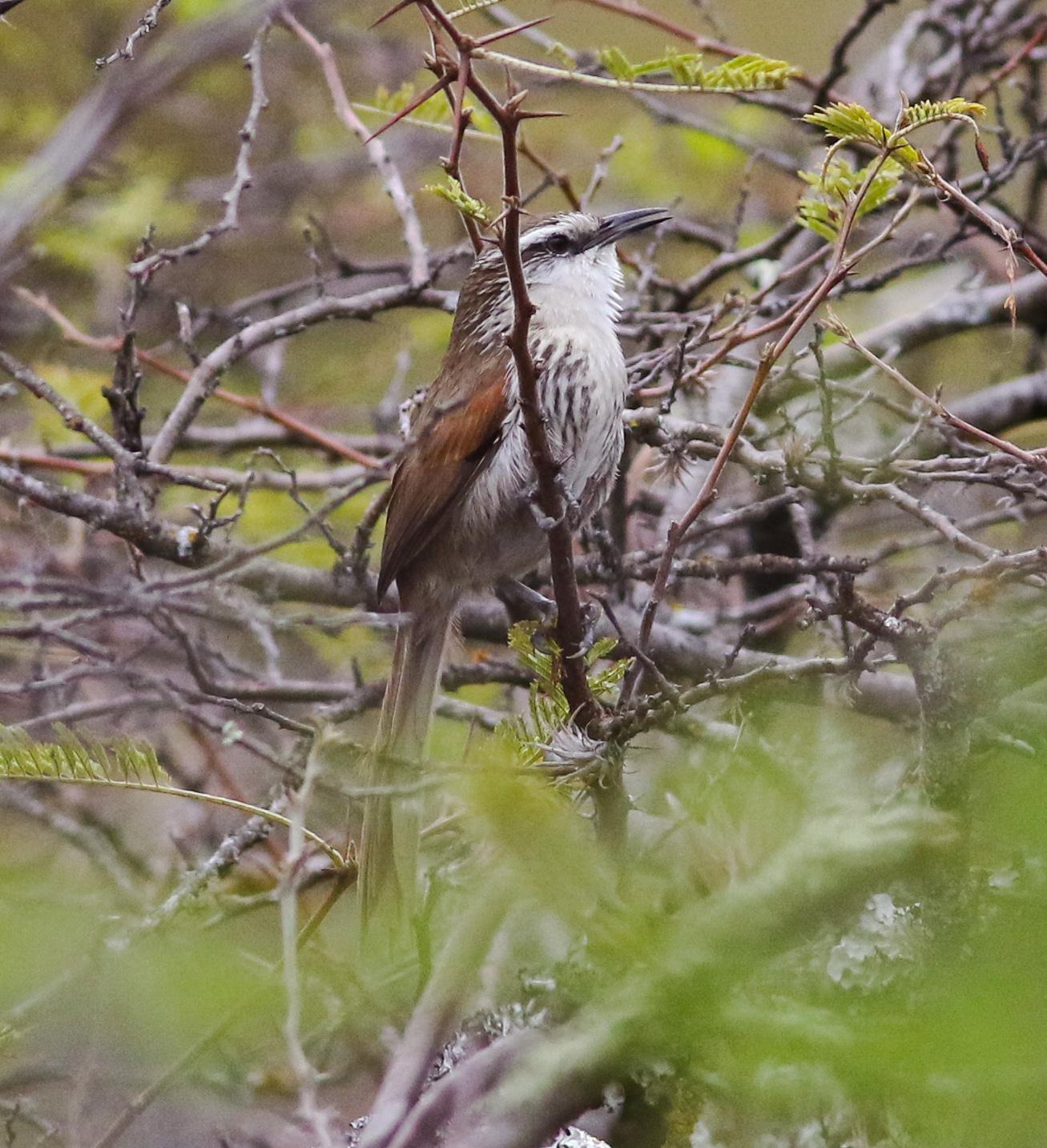 Great Spinetail Photo by Leonardo Garrigues