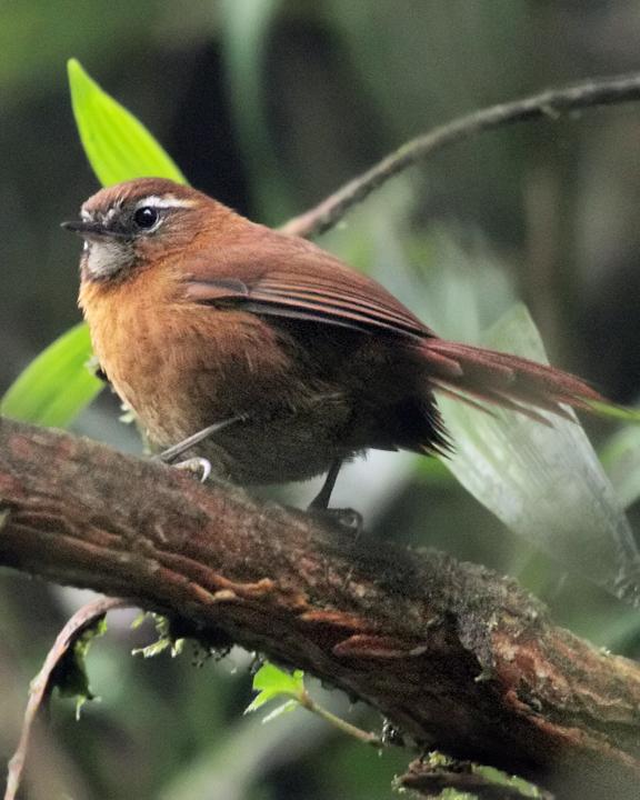 White-browed Spinetail Photo by Nick Athanas