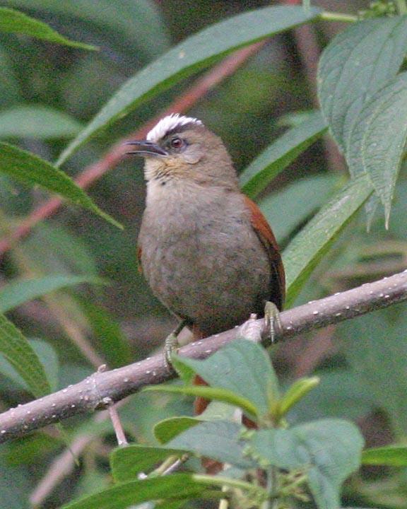 Marcapata Spinetail Photo by Peter Boesman