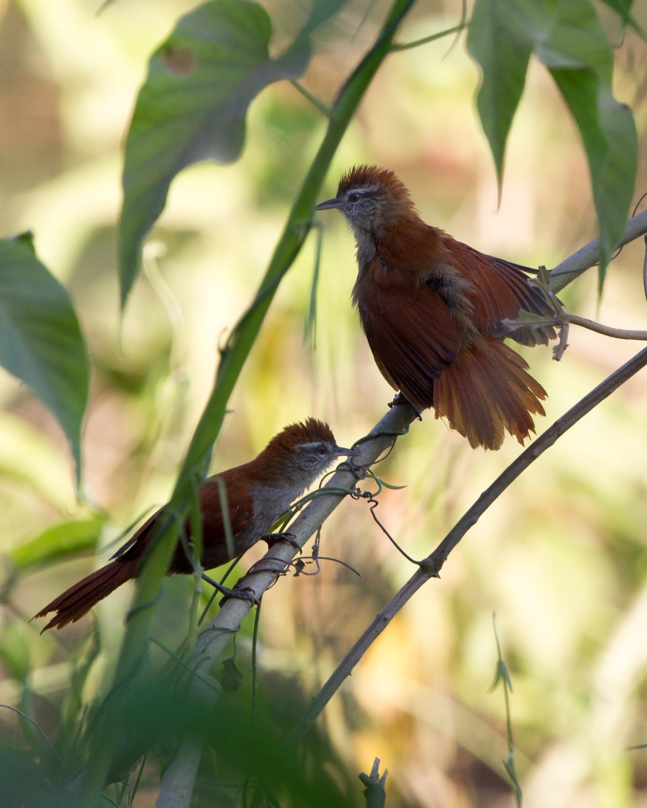 Rusty-backed Spinetail Photo by Kevin Berkoff