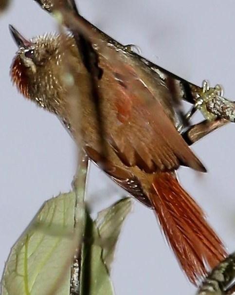 Pallid Spinetail Photo by Lesley Roy