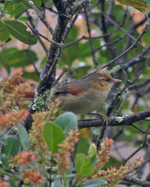 Creamy-crested Spinetail Photo by Peter Boesman