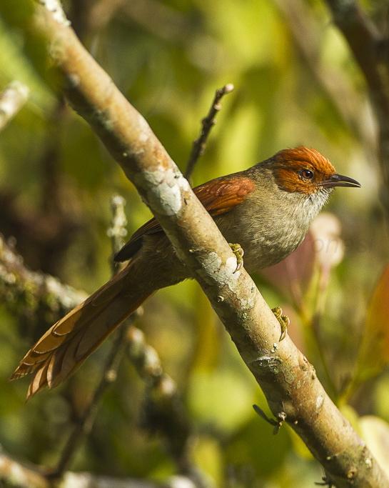 Red-faced Spinetail Photo by Francesco Veronesi
