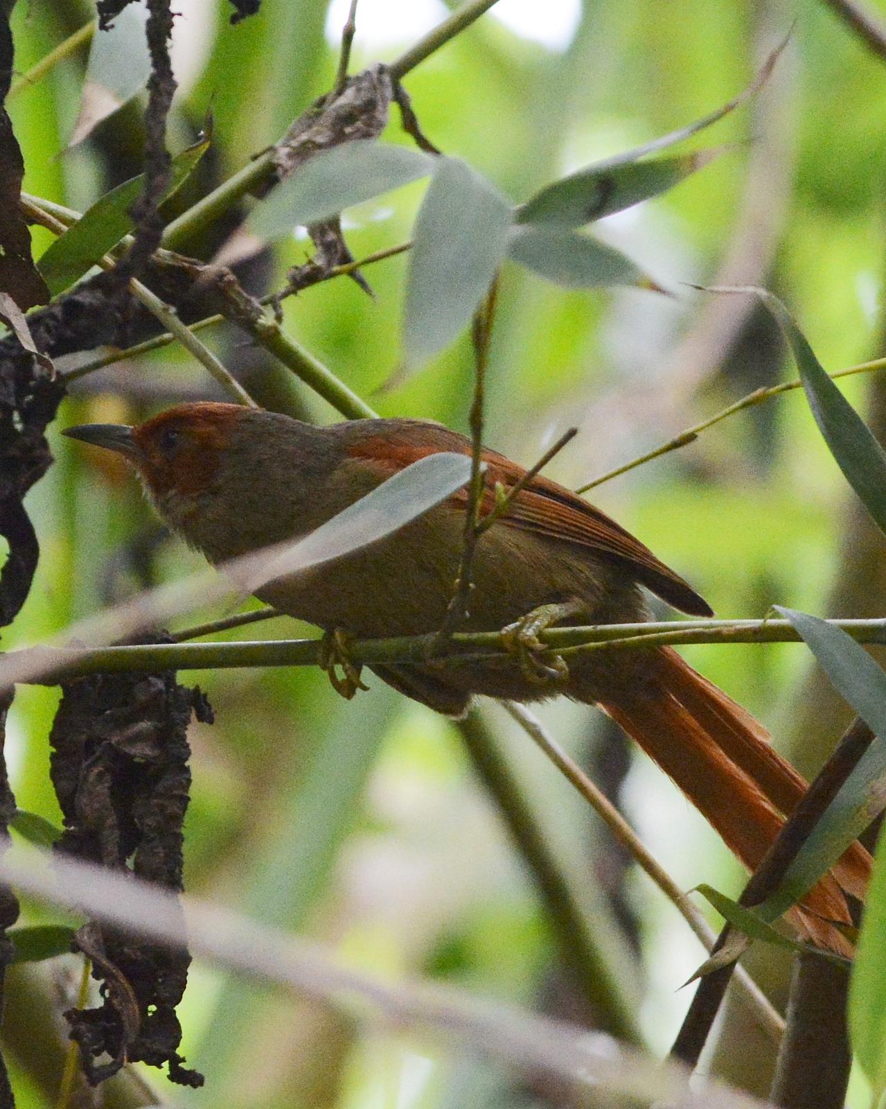 Red-faced Spinetail Photo by David Hollie