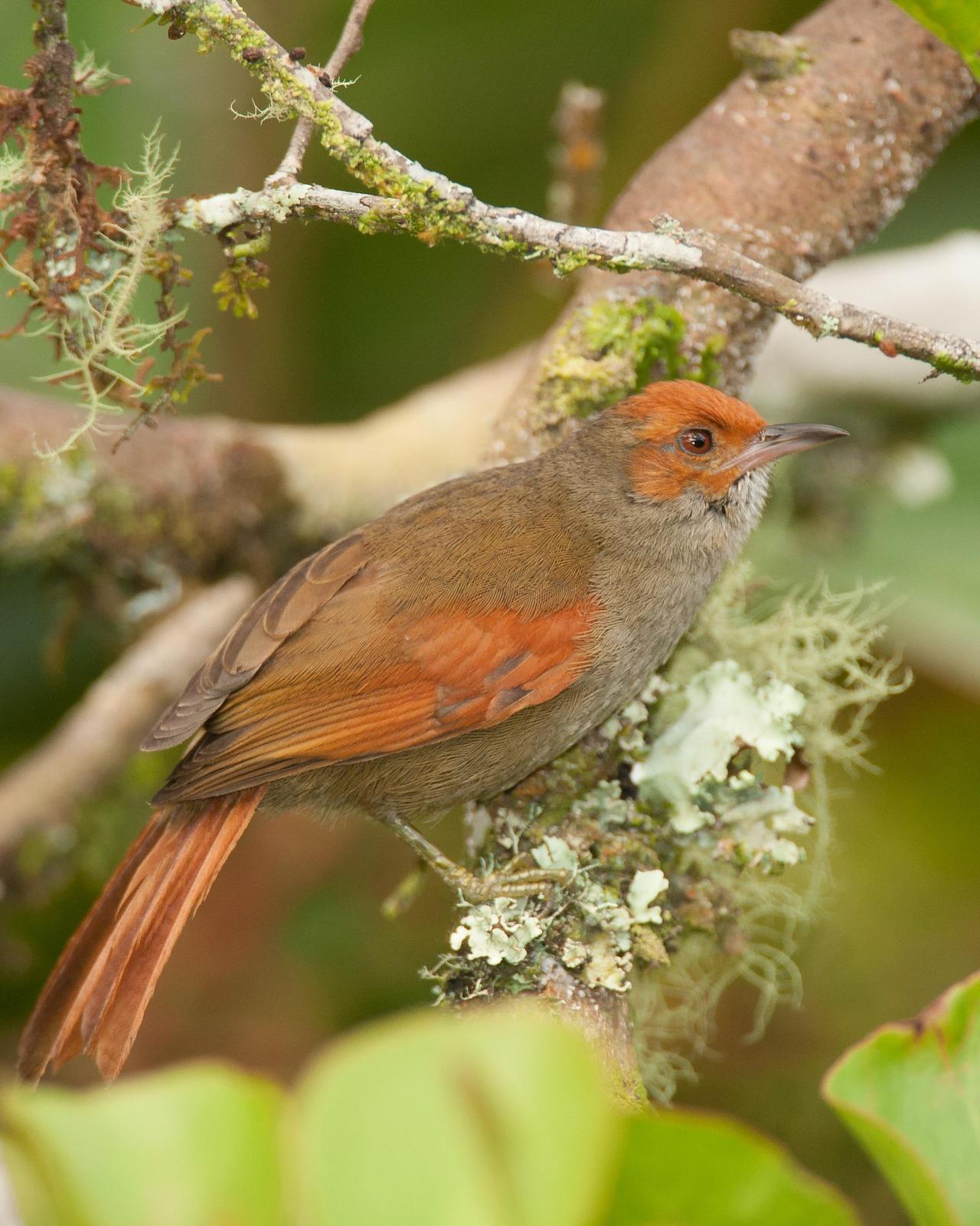 Red-faced Spinetail Photo by Robert Lewis