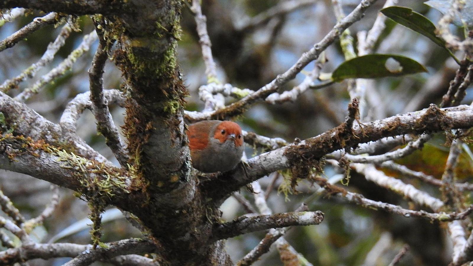 Red-faced Spinetail Photo by Julio Delgado