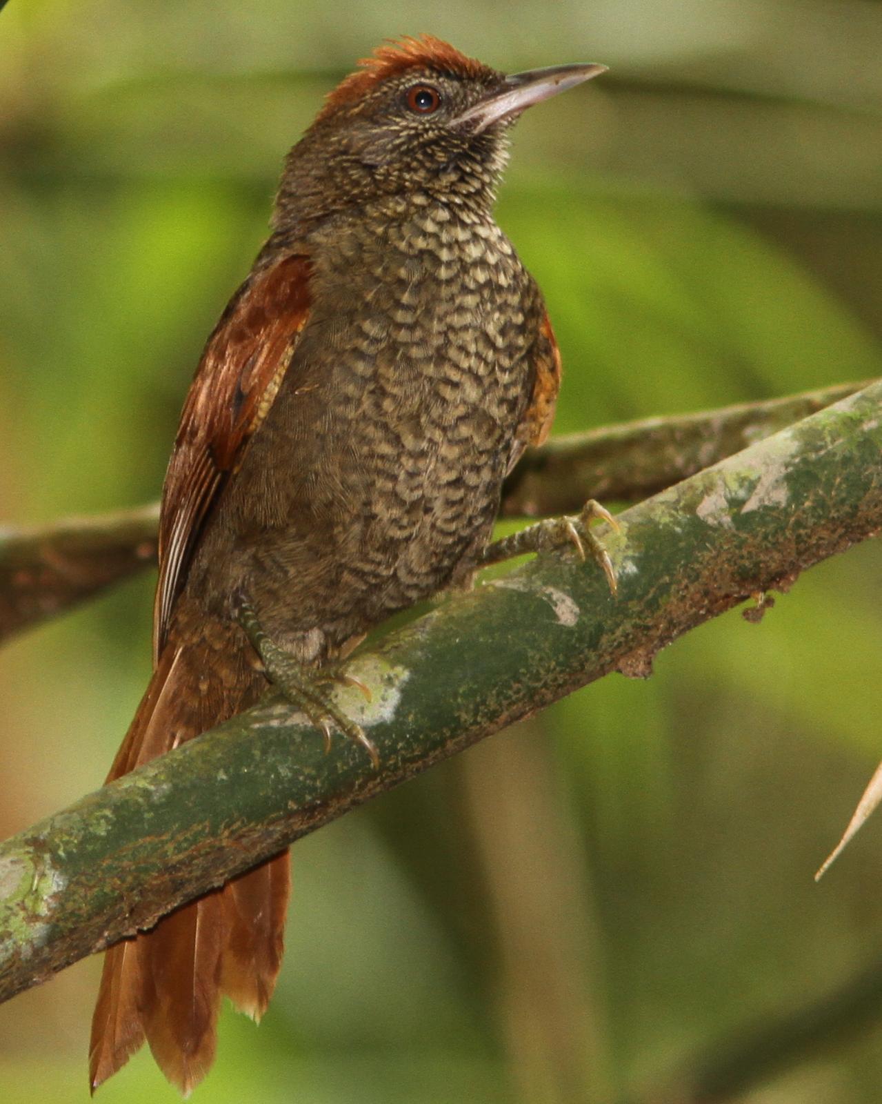 Scaled Spinetail Photo by Marcelo Padua