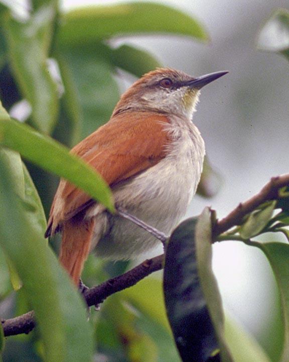 Yellow-chinned Spinetail Photo by Peter Boesman