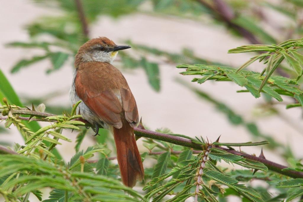 Yellow-chinned Spinetail Photo by Zé Edu Camargo