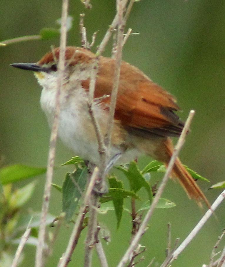 Yellow-chinned Spinetail Photo by Lee Harding