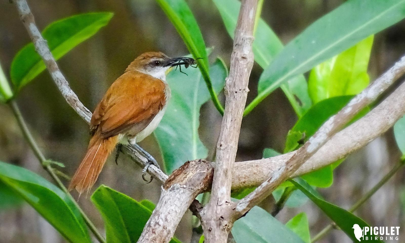 Yellow-chinned Spinetail Photo by Julio Delgado