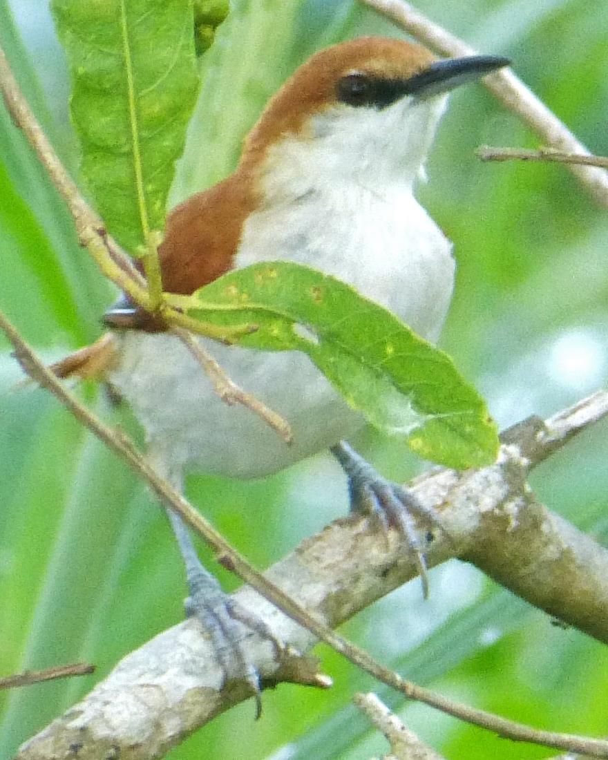 Red-and-white Spinetail Photo by Howard King