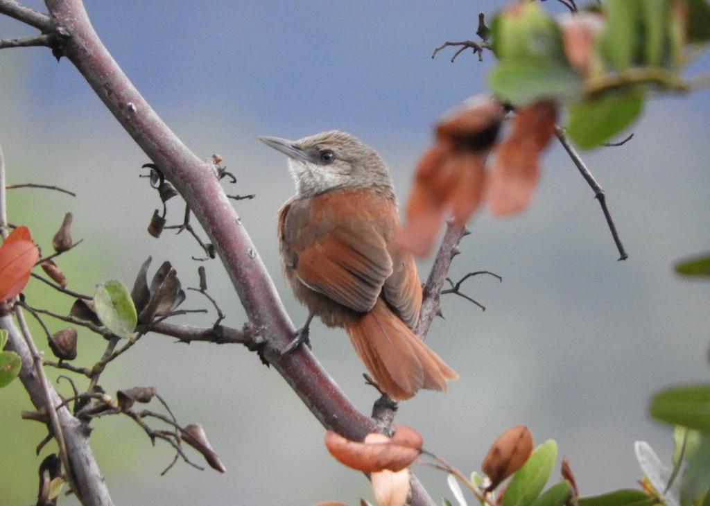 Chestnut-backed Thornbird Photo by Jeff Harding