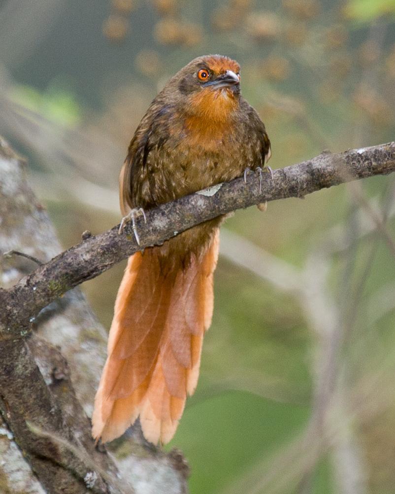Orange-eyed Thornbird Photo by Robert Lewis